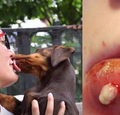 Dyrlægens advarsel: Derfor må du ALDRIG lade din hund slikke dig på munden og i ansigtet!