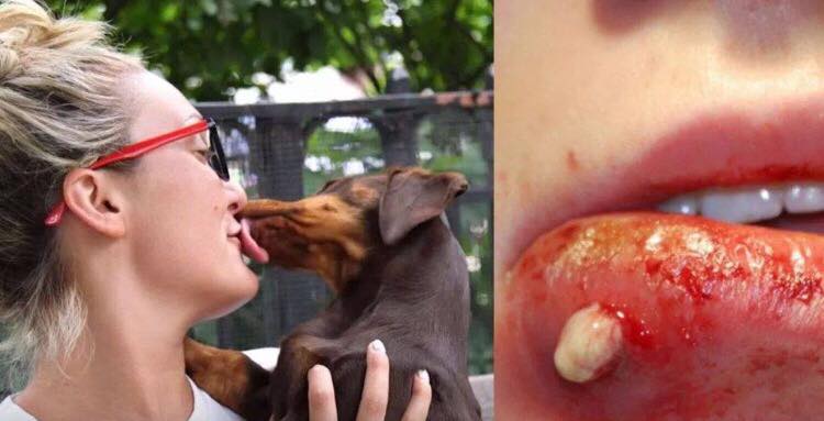 Dyrlægens advarsel: Derfor må du ALDRIG lade din hund slikke dig på munden og i ansigtet!