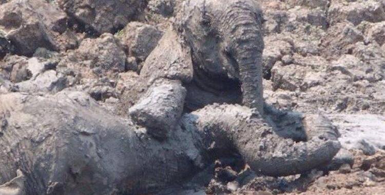 Elefantmor og unge var fanget af mudder og i livsfare - men så kommer hjælpen i sidste øjeblik