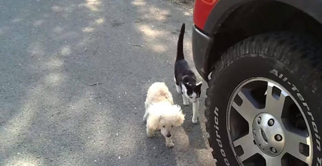 Blind hund er ved at gå ind i bilen men hold øje med kattens reaktion..