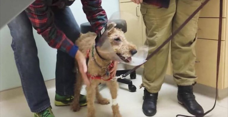 Blind hund genvinder se reaktionen, da han genforenes med ejeren