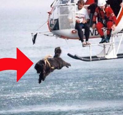 Hunden springer ud af helikopteren og ned i det store hav - årsagen er utrolig!