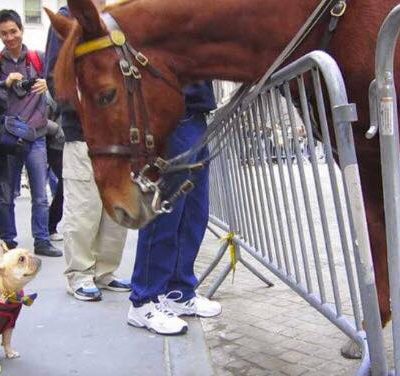 Lille hund møder stor hest - hvad hunden gør har fået millioner til at grine