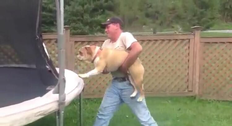 Ejeren løfter sin hund op på trampolinen - dens utrolige leg, har forbløffet hele verden