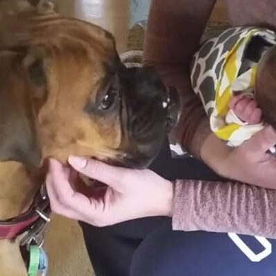Moderen beder sin hund om at være forsigtig med hendes nyfødte pige - bokserens reaktion er hjertevarmende