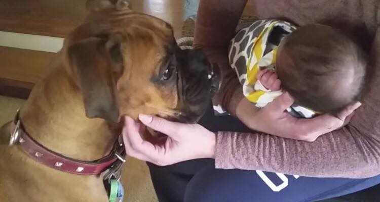 Moderen beder sin hund om at være forsigtig med hendes nyfødte pige - bokserens reaktion er hjertevarmende