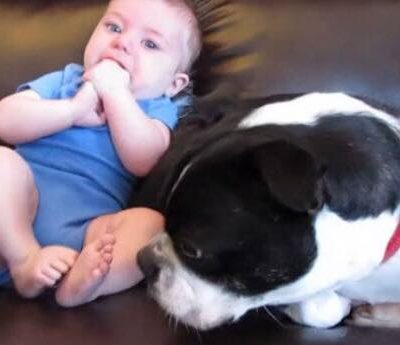 Baby skider pludseligt i bleen - se nu hundens vidunderlige reaktion, der har fået millioner til at vælte om af grin
