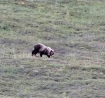 Turister filmer bjørn på bakke - pludseligt får den alle til at bryde ud i jubel