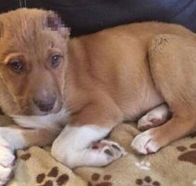 Hundehvalpen Rocky blev fundet skrigende i en baggård - uden ører