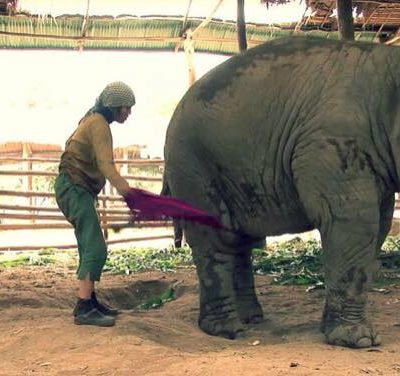 Kvinde fra Thailand svinger et sjal over elefantens ben - nu er dens reaktion blevet set over 6 millioner gange på youtube