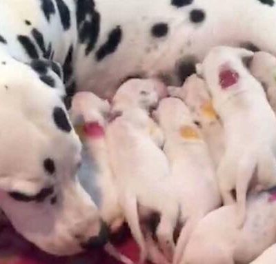 Dalmatiner føder sine hvalpe - så indser dyrlægen sin store fejl