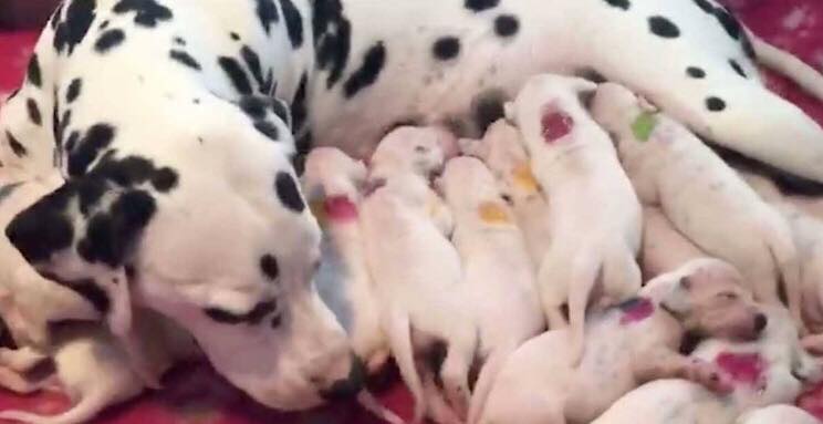 Dalmatiner føder sine hvalpe - så indser dyrlægen sin store fejl