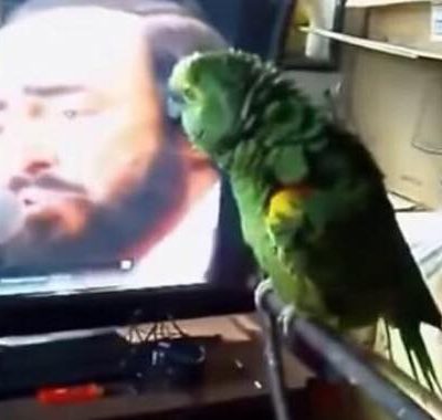 Papegøje hører Pavarotti i fjernsynet - aldrig har man hørt en lignende duet!