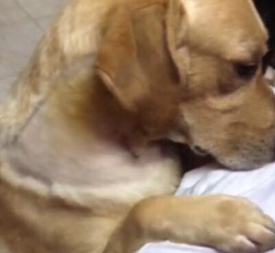 Hunden bliver genforenet med sin ejer efter hård operation - Nu berører den følelsesladede genforening flere tusind mennesker