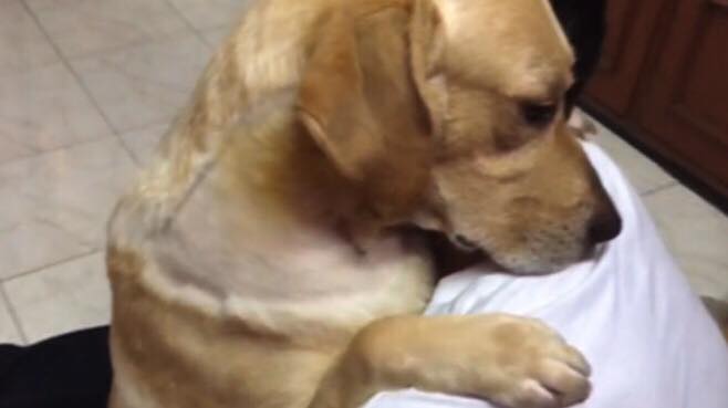 Hunden bliver genforenet med sin ejer efter hård operation - Nu berører den følelsesladede genforening flere tusind mennesker
