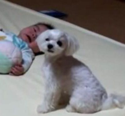 Babyen ligger og græder - se hundens geniale trick, der stopper gråden