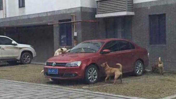 En flok hunde tager hævn over manden, der valgte at sparke en sovende hund på parkeringspladsen.