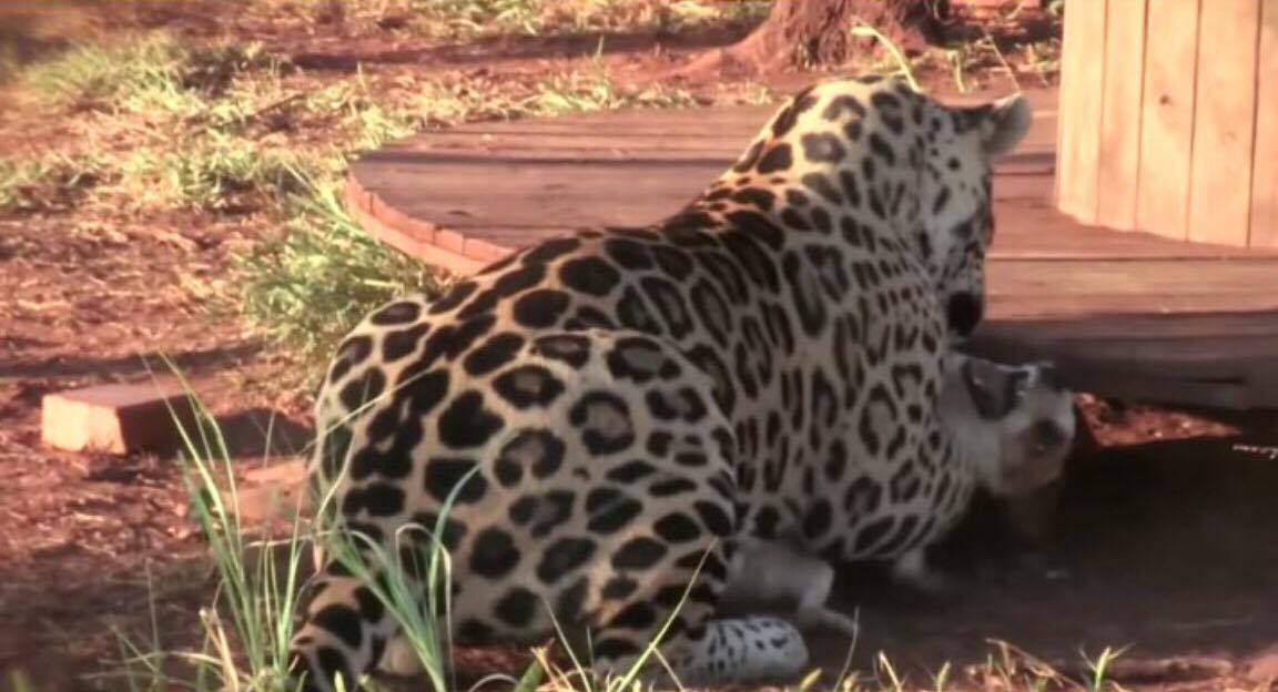 Jaguaren
