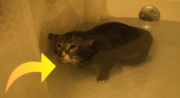 Kat skal i bad - dens reaktion er nu gået viralt