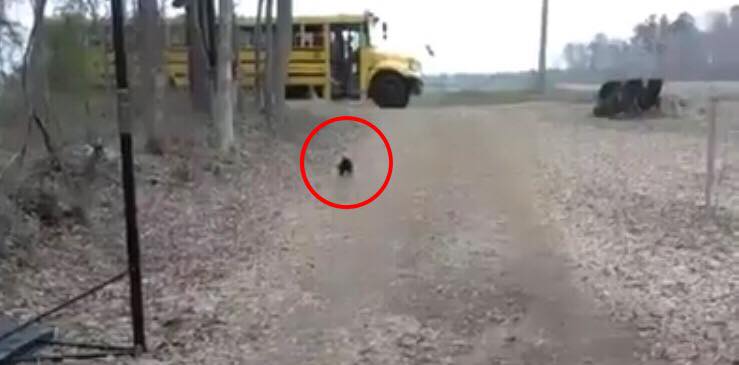 Hanen løber hver dag op til skolebussen for at møde sin aller bedste ven
