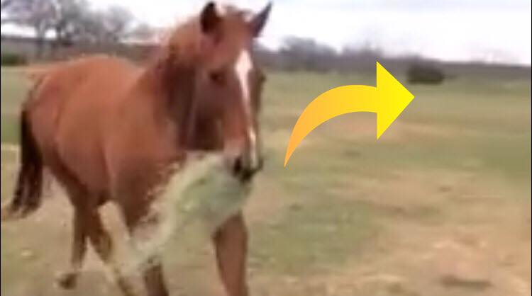 Hesten løber over græsmarken for at give sin elskede en lille gave
