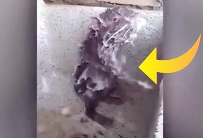Bizar video af rotte der vasker sig med vand og sæbe er nu set af flere millioner mennesker verden over