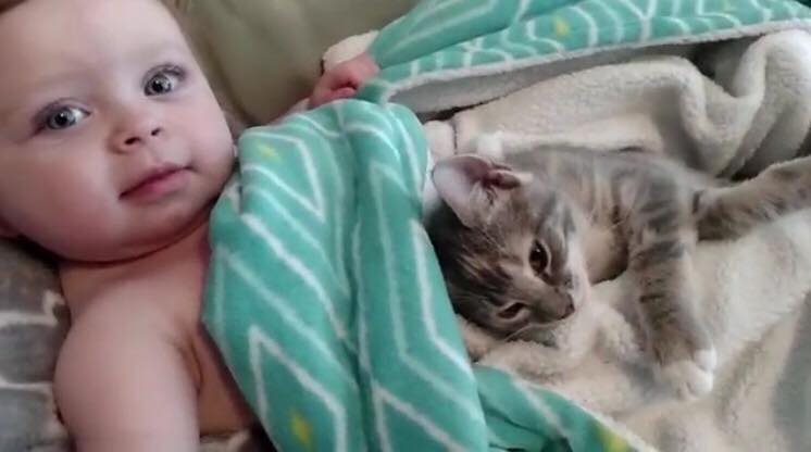 Sødeste video nogensinde - Lille pige ligger på sofaen og klapper familiens killing