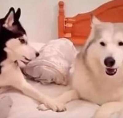 To hunde 'diskuterer' i sengen - reaktionen giver dig grineflip!