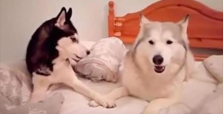To hunde 'diskuterer' i sengen - reaktionen giver dig grineflip!