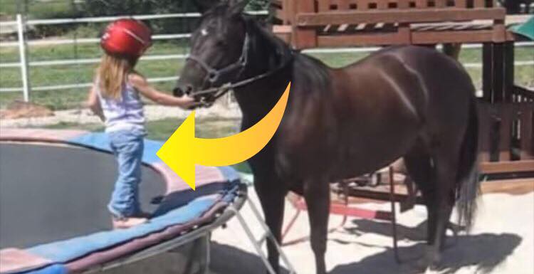 3-årig pige ville inderligt gerne ride på hesten - så optager moren det fantastiske på film!