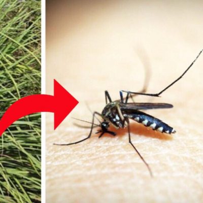 Genialt tip: Sådan slipper du for myg og de irriterende myggestik der følger med