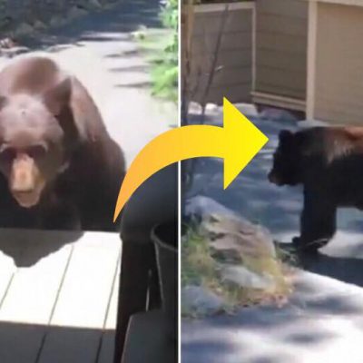 Brun bjørn kommer på uventet besøg hos familie - bjørnens reaktion er nu gået viralt