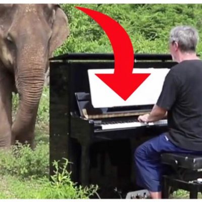 Se øjeblikket hvor mand spiller klaver for gammel og blind elefant - Reaktionen er yderst rørende
