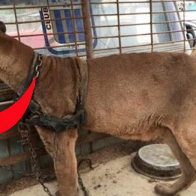 Løve slippes fri efter 20 års fangeskab i cirkus - Se da den tager sine første skridt ud i friheden