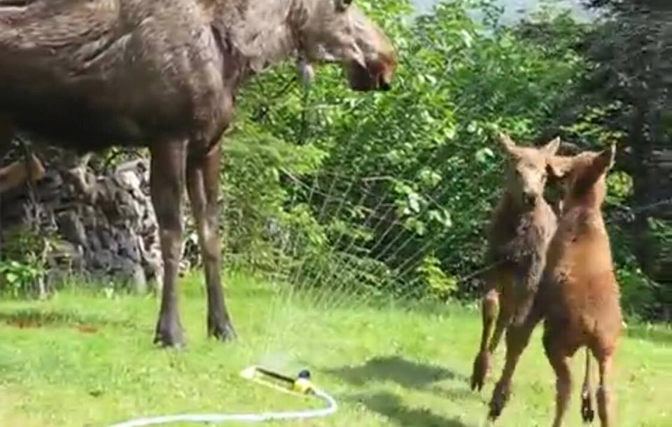 To elgkalve får øje på havesprinkler - Så begynder underholdningen for alvor!