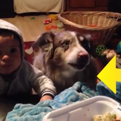 Moren vil have sin søn til at sige ''mama'' - Hundens reaktion har nu fået millioner til at grine!