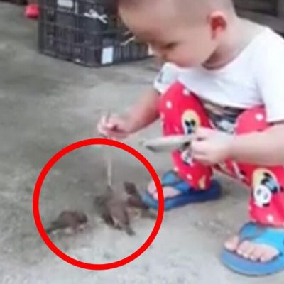 Lille dreng fodre fugle - drengens følsomme adfærd har nu fået videoen til at gå viralt