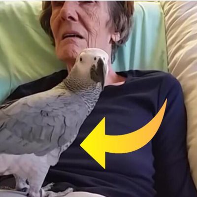 Døende ejer og papegøje tager afsked efter i alt 25 år sammen - se den rørende reaktion her