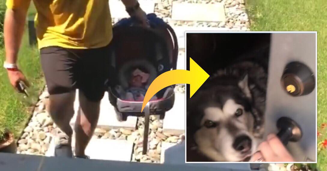 Hunden skal for første gang møde familiens nyfødte lille pige - se reaktionen i den hjertevarmende video