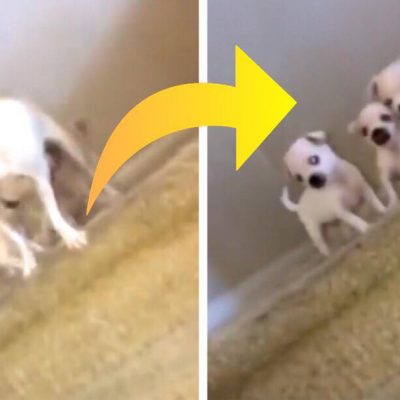 Hundemor løber ned af trappen - så løber hendes tre hvalpe efter hende, hvilket ikke ender som planlagt