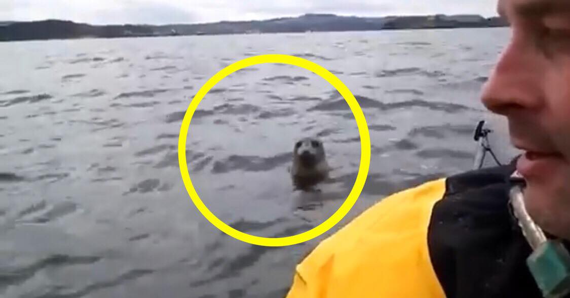 To kajakker får øje på en sæl i vandet - få sekunder senere sker det utrolige