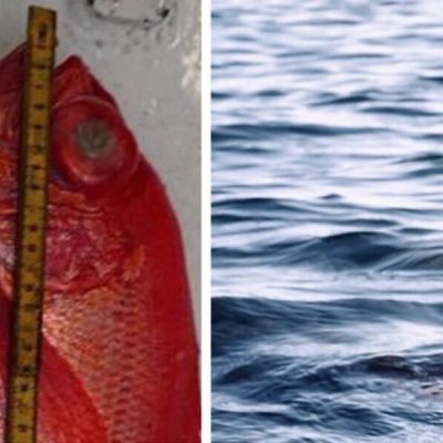 Fisker chokeres over sjælden fangst: Det er kun tredje gang på 65 år at denne art er dokumenteret i Danmark
