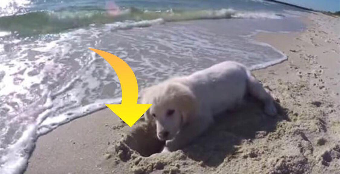 Golden retriever hvalp graver hul på stranden - se nu den bedårende reaktion da vandet oversvømmer hullet