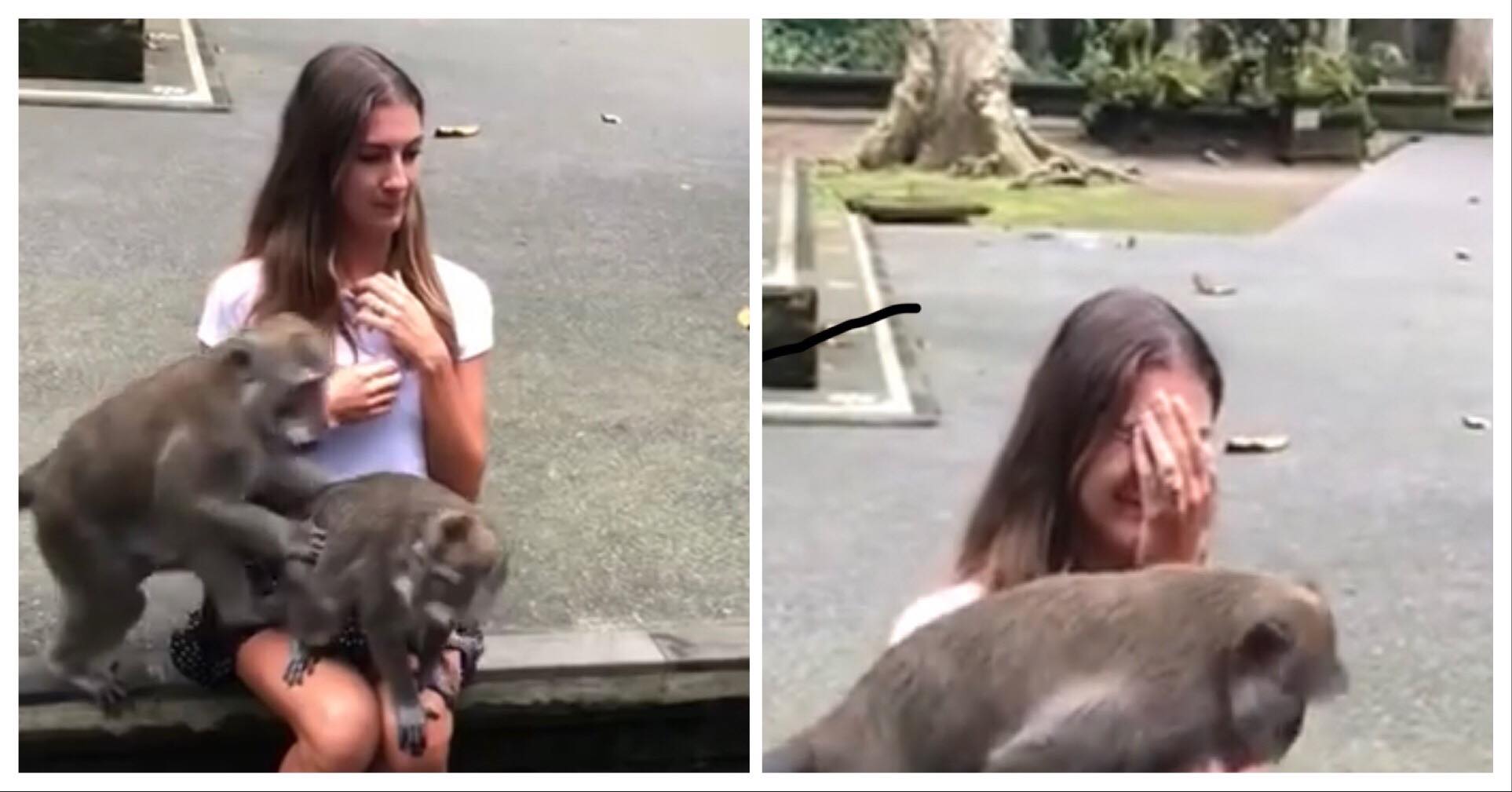 Turist skulle have taget et billede med to ivrige aber - Så tog situationen en yderst uventet drejning!