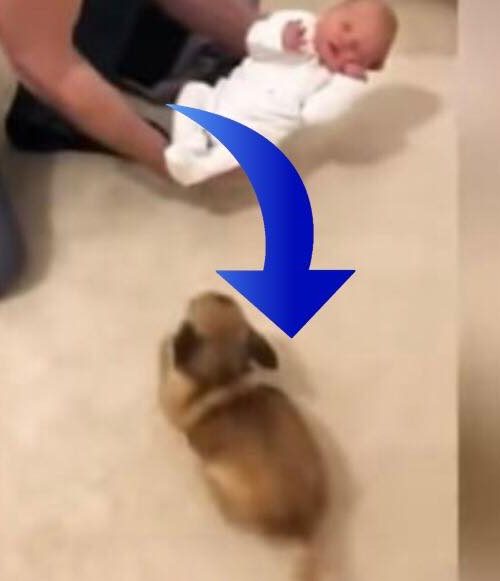 Chihuahua møder familiens nyfødte baby for første gang - se den hjertevarmende reaktion