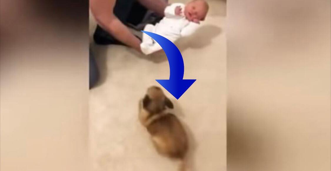 Chihuahua møder familiens nyfødte baby for første gang - se den hjertevarmende reaktion