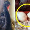 Sort svane drilles af fugleflokken: Dyrepasseren finder 6 uventede æg liggende under hende.
