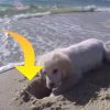 Golden retriever hvalp graver hul på stranden – se nu den bedårende reaktion da vandet oversvømmer hullet