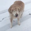 Se videoen: Blind hund oplever sne for første gang i sit liv – dens reaktion går lige i hjertet!