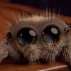 Mød Lucas, verdens sødeste lille edderkop som kan kurere din forbi for altid!